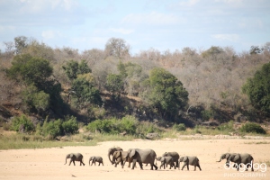 Kruger Safari