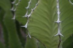 20061116_0049