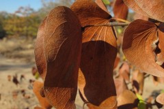 IMG_3321