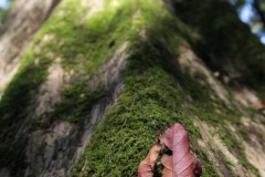 IMG_3682