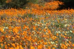 20070818_860