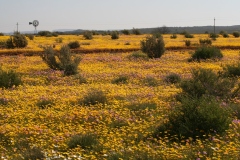 20070820_417