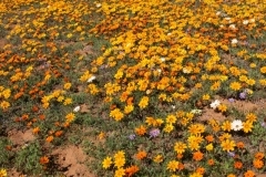 20070821_550