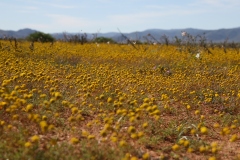 20070813_468