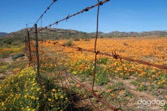 Springbok and Surrounds