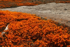 20070813_427
