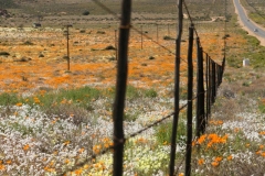 20070818_762