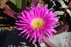 20070818_770